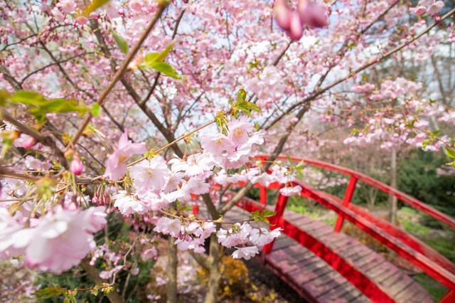 Перші магнолії та сакури - фото 522695