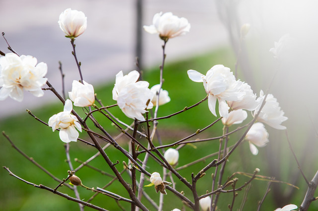 Перші магнолії та сакури - фото 522696