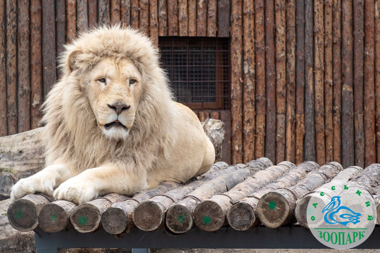 Мешканці Одеського зоопарку насолоджуються весняним сонцем – милі фото