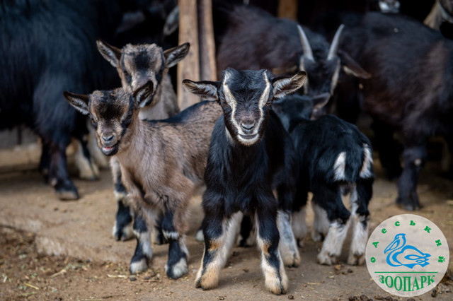 КУ 'Одеський зоопарк' - фото 522735
