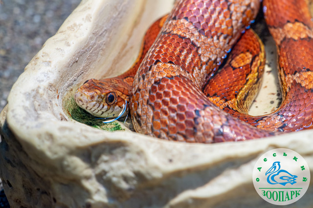 КУ 'Одеський зоопарк' - фото 522736