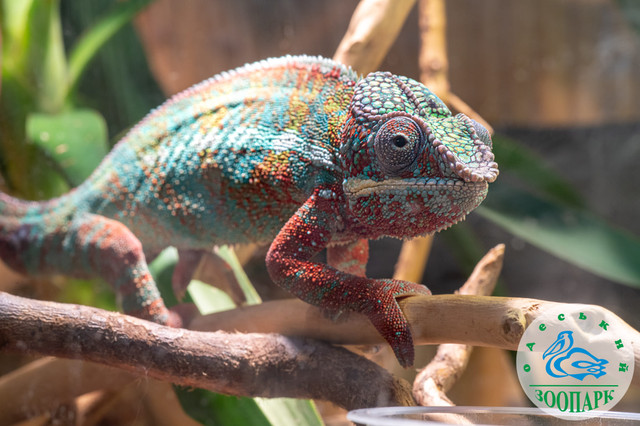 КУ 'Одеський зоопарк' - фото 522739