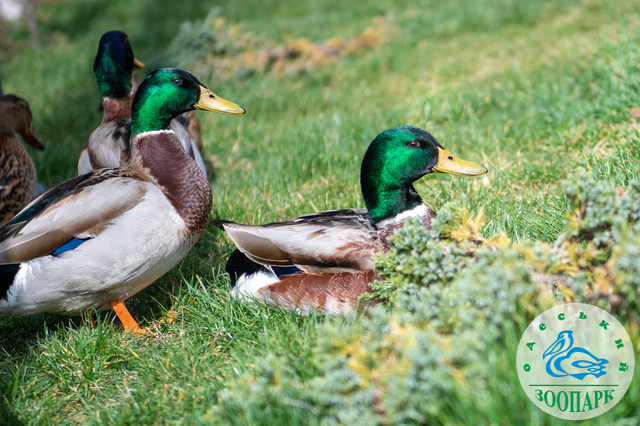 КУ 'Одеський зоопарк' - фото 522740