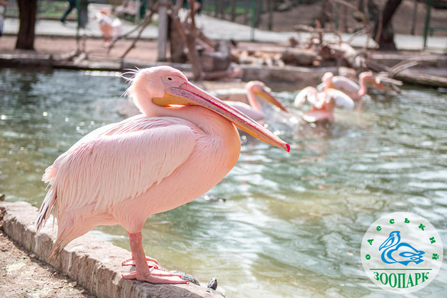 КУ 'Одеський зоопарк' - фото 522741