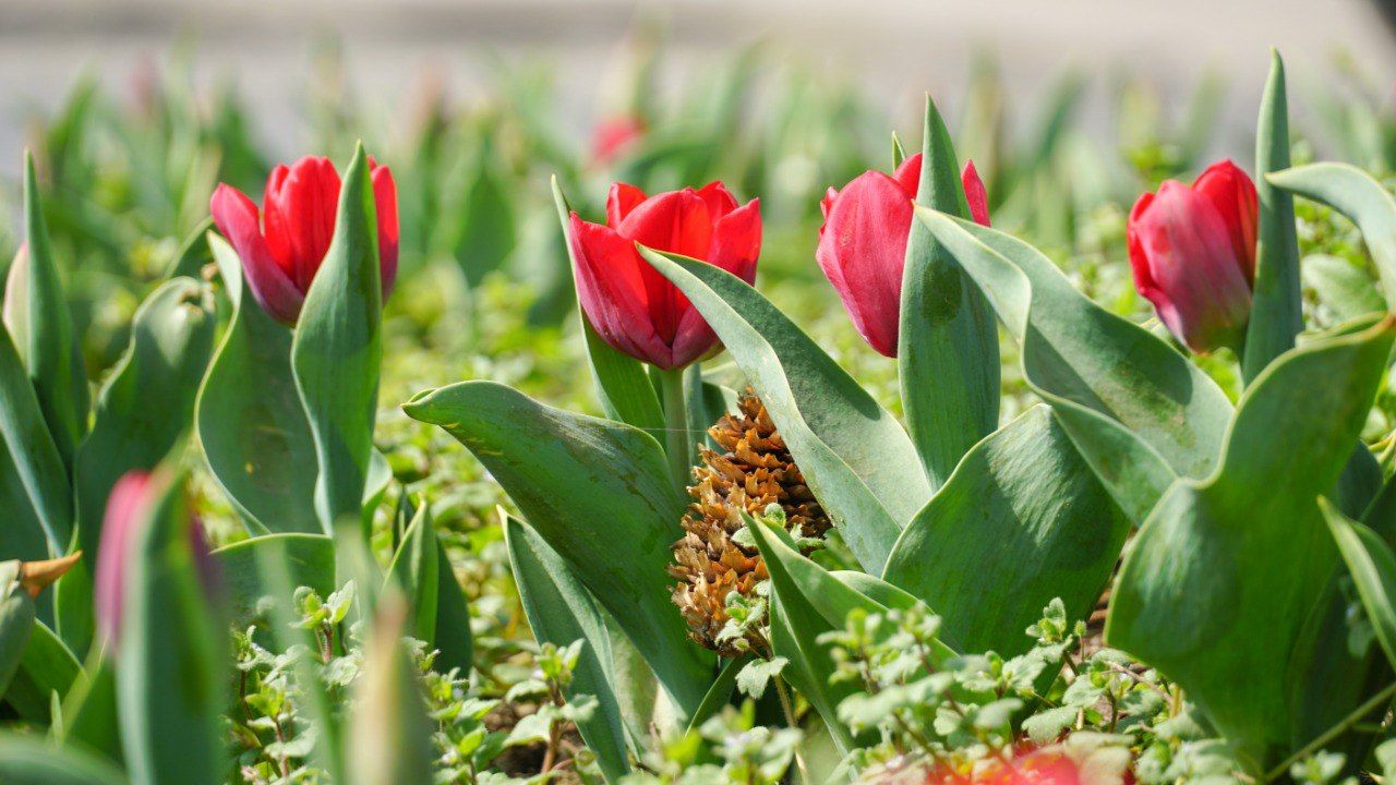 Фото: Андрій Балога - Мукачівський міський голова - фото 1