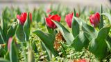 У Мукачеві розквітла алея тюльпанів в пам'ять про загиблого воїна Романа