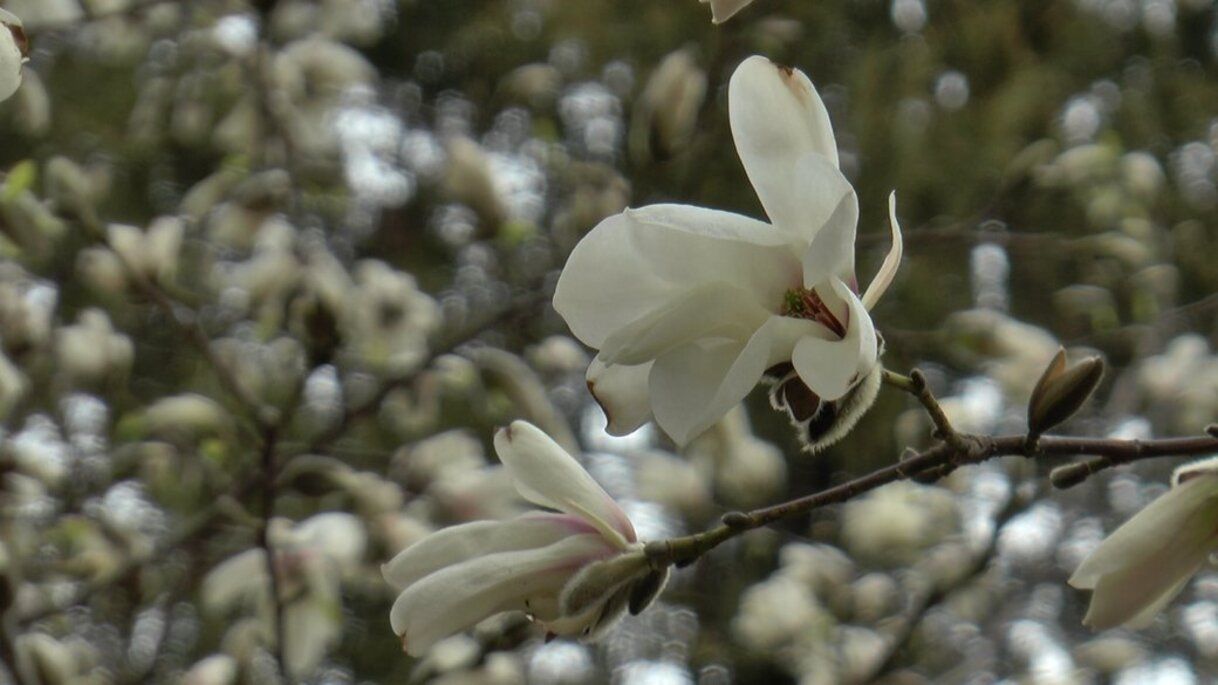 У Полтаві зацвіла магнолія - фото 1