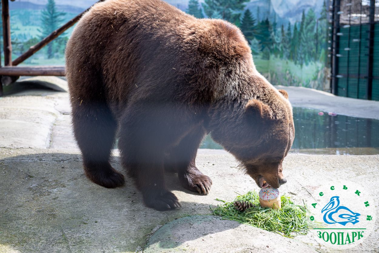 В Одеському зоопарку показали, як ведмеді поласували великодніми пасочками - фото 1