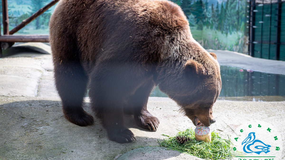 В Одеському зоопарку показали, як ведмеді поласували великодніми пасочками - фото 1