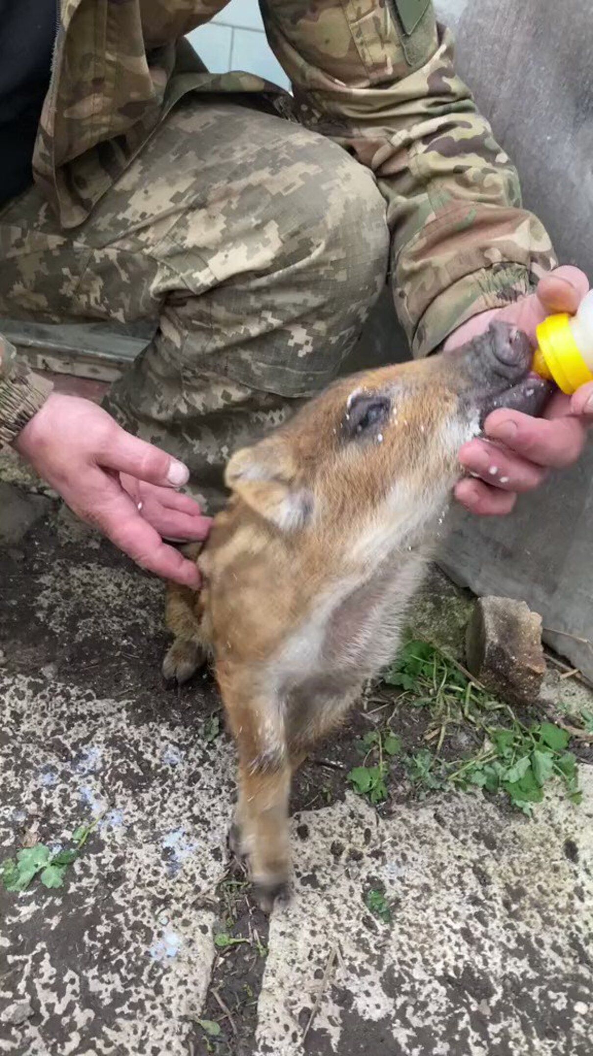 Українські військові врятували маленьке вепреня - фото 1