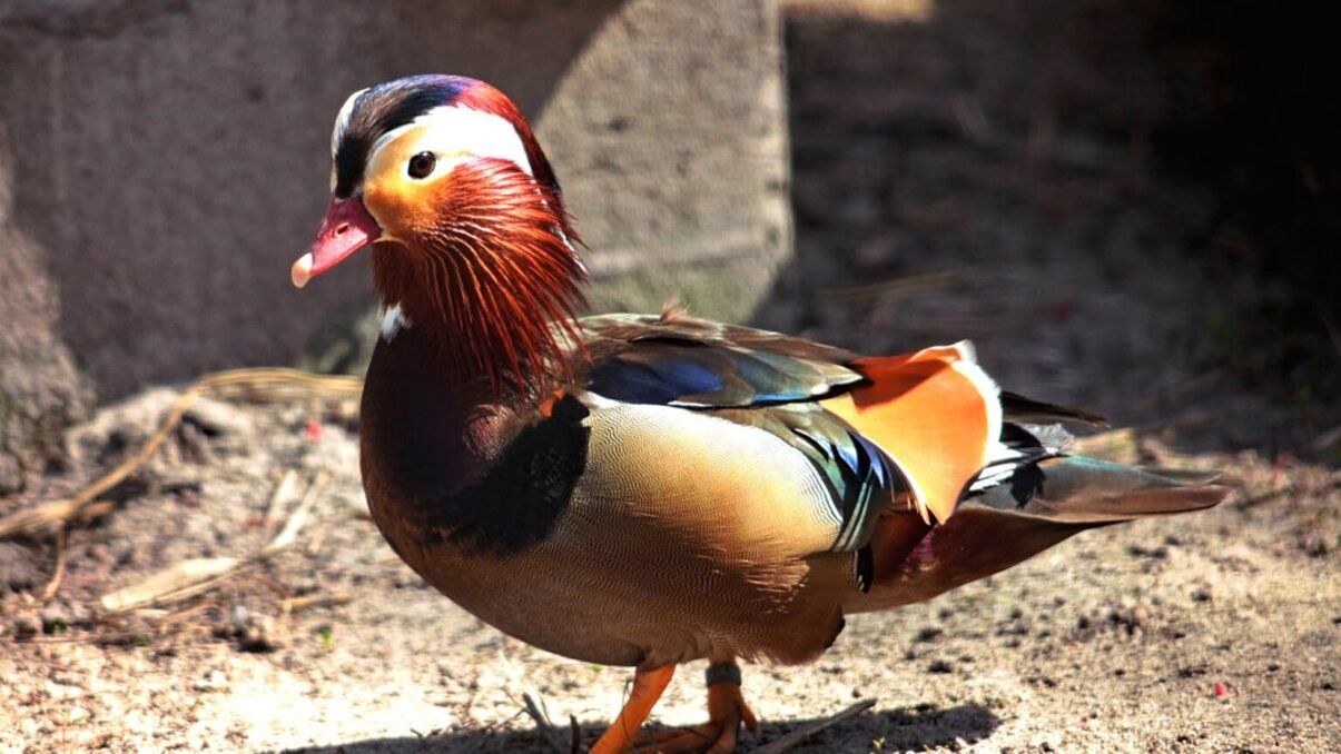 Свято для пернатих: у Київському зоопарку на літній майданчик переселяють 5 видів птахів