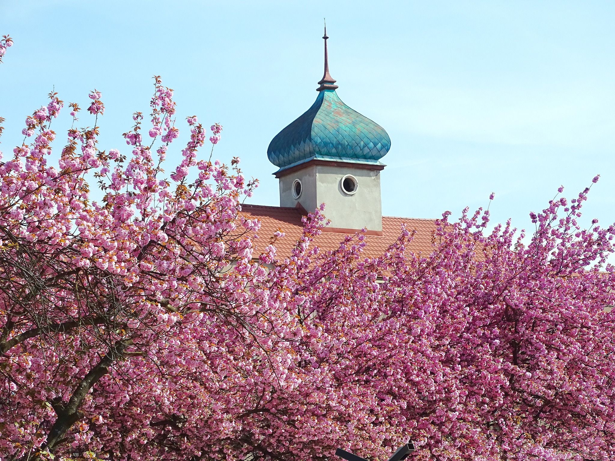 У Виноградові масово заквітли сакури – фото