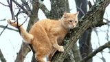 Військові врятували рядового кота Раяна – відео
