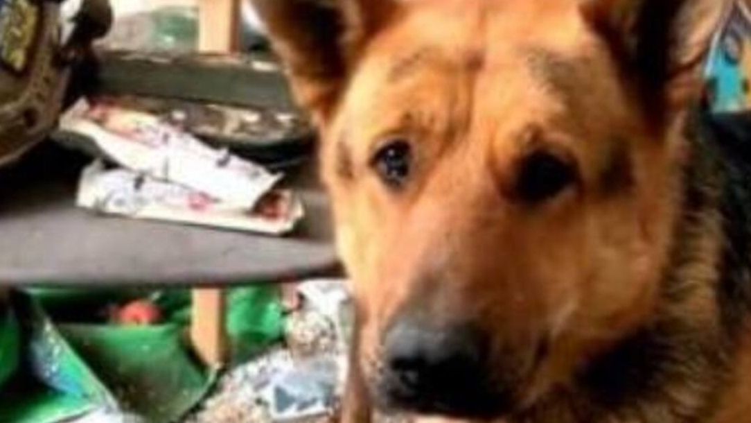 У нас стрілянина, а ти зі своїм м'ячиком – дивіться відео, як пес ЗСУ просить погратися