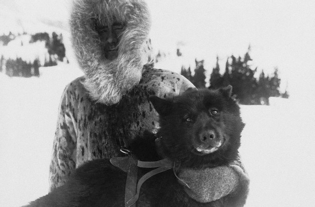 Науковці розшифрували ДНК легендарного собаки Балто - фото 523760