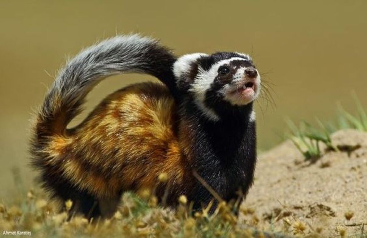 Дивіться відео, як бійці ЗСУ врятували червонокнижну тваринку, яка потрапила у пастку