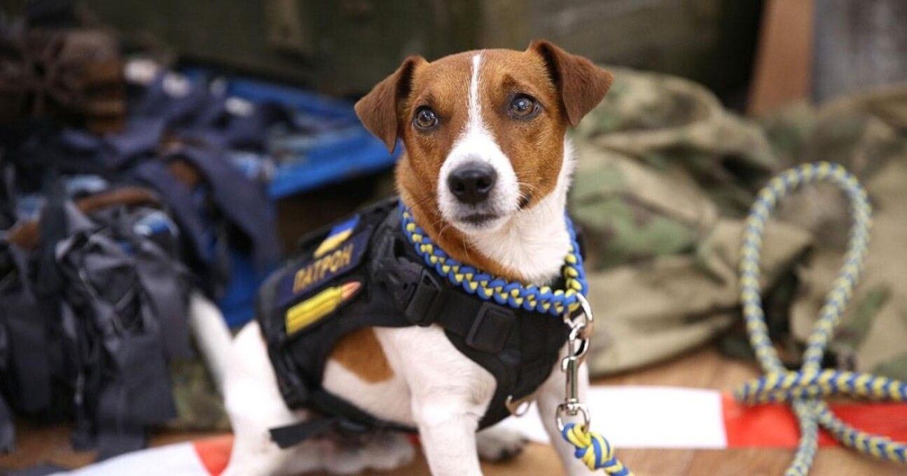 Пес Патрон - фото 1