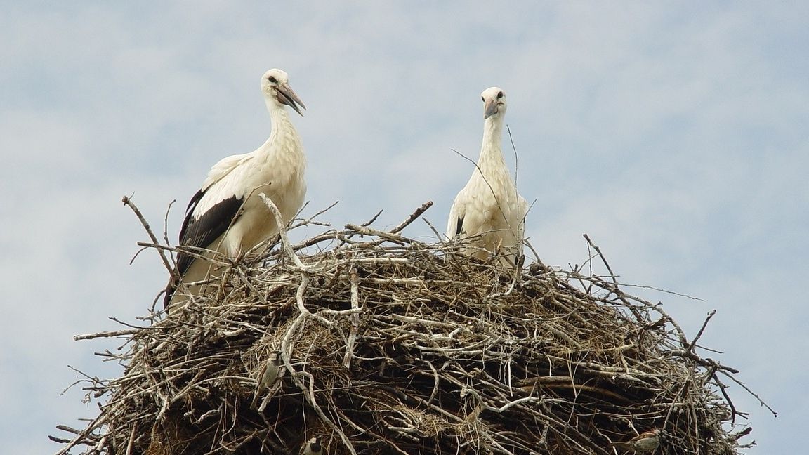 Це цікаво: парк запустив цілодобовий стрім з гнізда місцевих лелек Грицька та Одарки