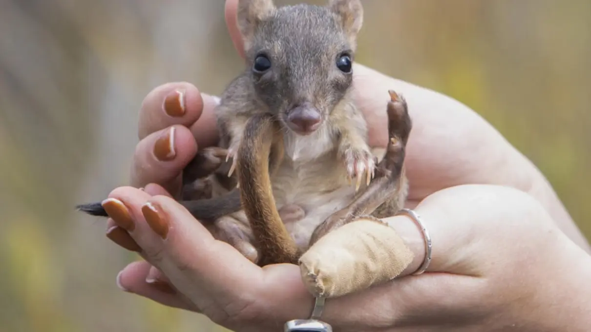 Мінікенгуру повертаються в Південну Австралію після тривалої відсутності