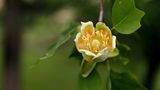 У Мукачеві зацвіли екзотичні тюльпанові дерева – фото