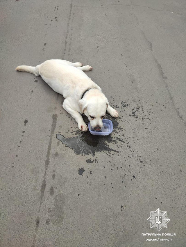 Фото: Патрульна поліція України - фото 525529