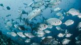 Через кліматичні зміни риби мігрують до полюсів: дослідження