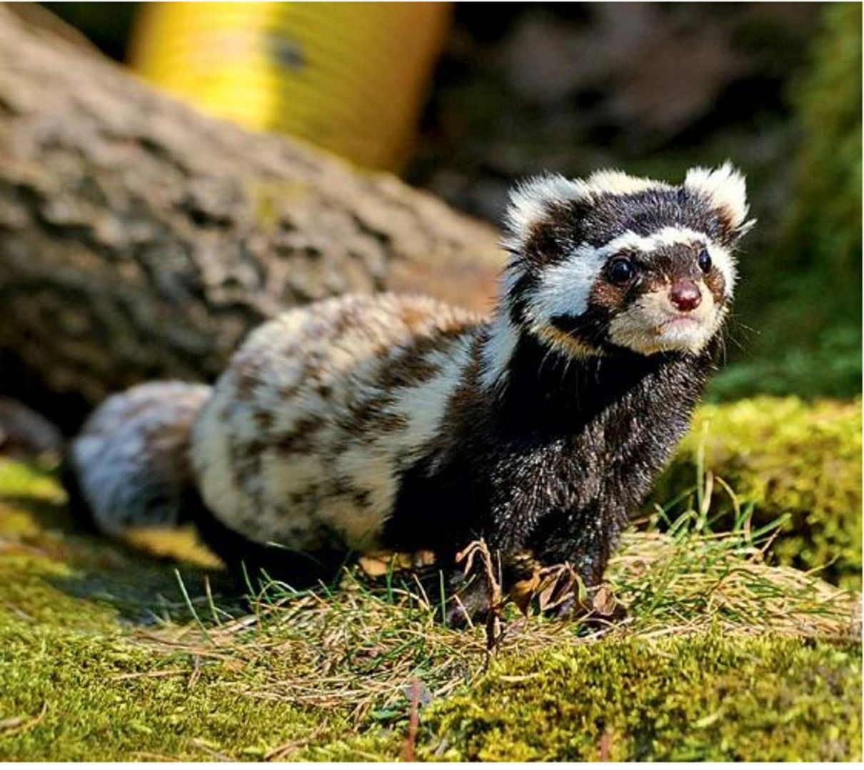 Мармуровий тхір - фото 1