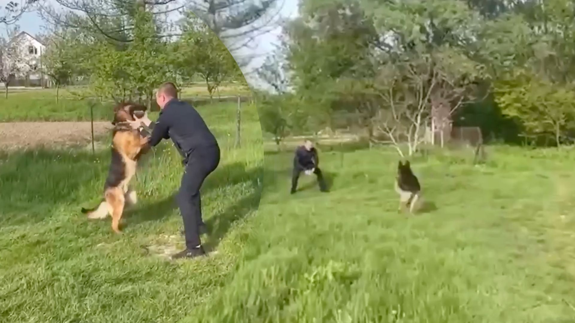 Порятунок собаки став справжньою спецоперацією - фото 1