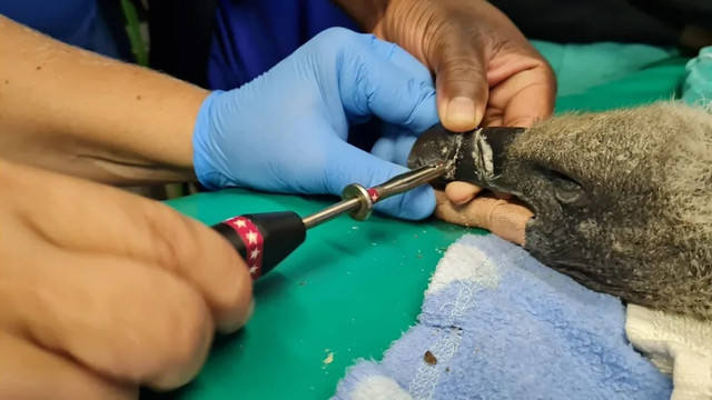 Уперше в історії: у Південній Африці провели пересадку дзьоба стерв'ятнику - фото 526193