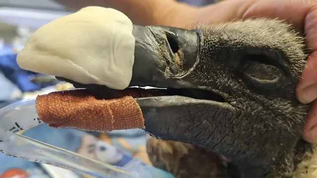 Уперше в історії: у Південній Африці провели пересадку дзьоба стерв'ятнику - фото 526194