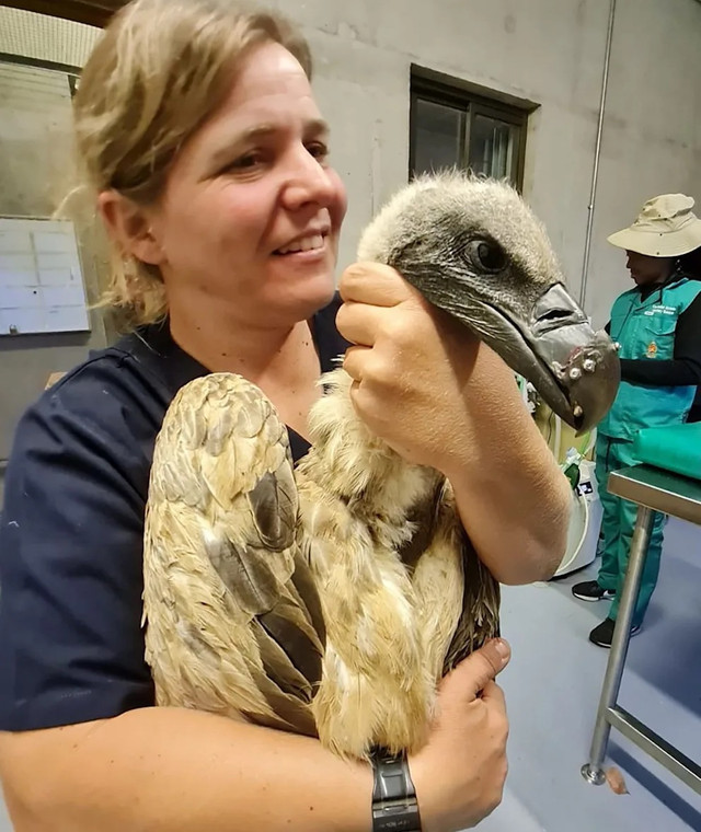 Уперше в історії: у Південній Африці провели пересадку дзьоба стерв'ятнику - фото 526195