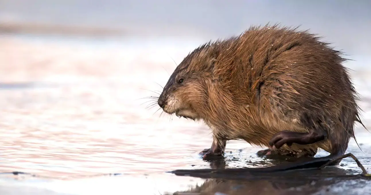 Раніше Херсоном ходили люди, а тепер плавають ондатри – відео