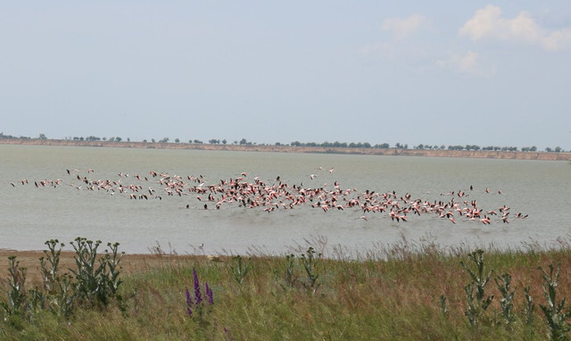 На Одещині оселилися рідкісні рожеві фламінго: фото, які милують око - фото 526376
