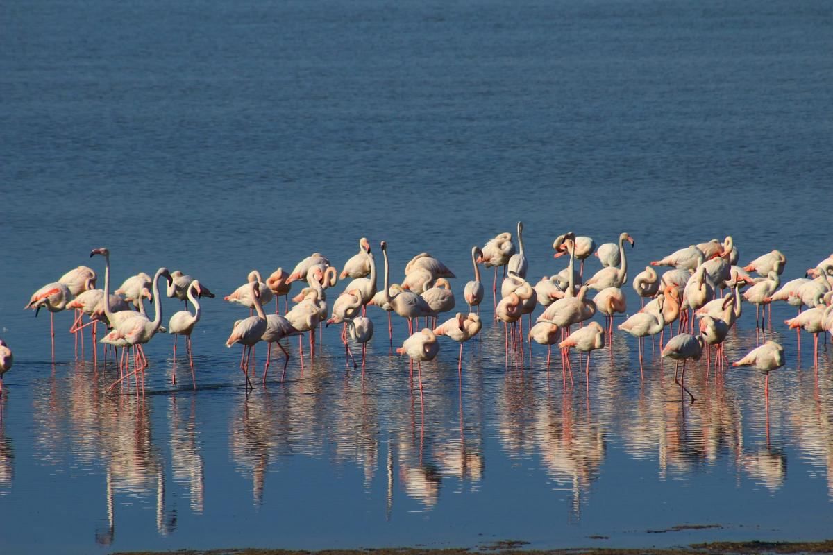 На Одещині оселилися рідкісні рожеві фламінго: фото, які милують око