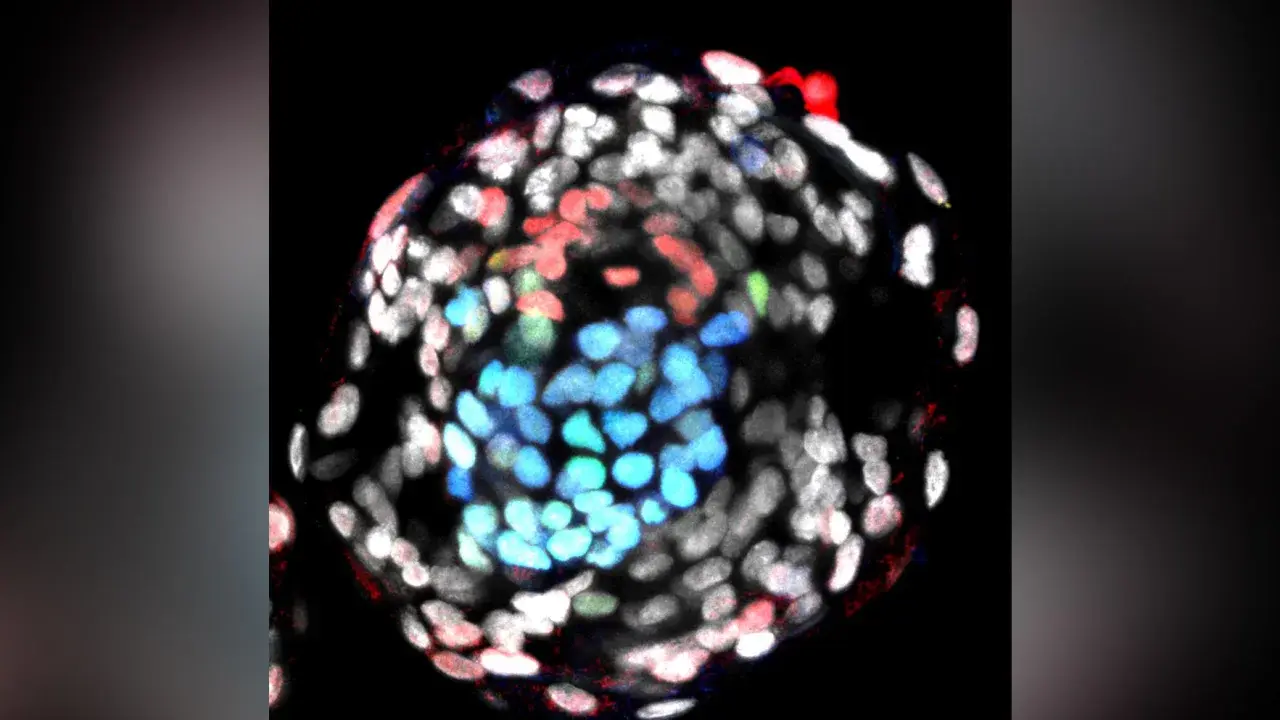 Вчені виростили штучні ембріони людини без використання статевих клітин: деталі