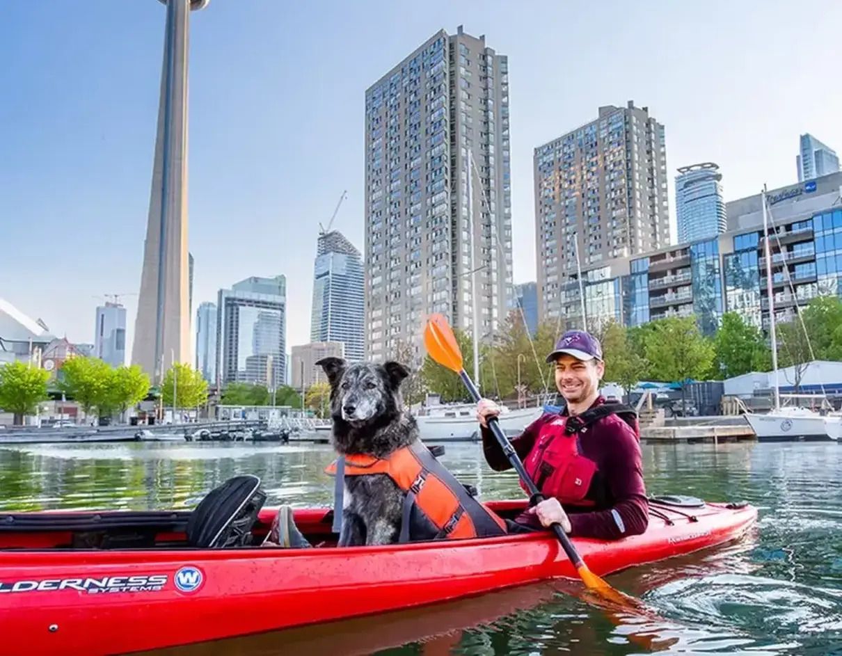 На посаду мера Торонто балотується пес: деталі передвиборчої кампанії