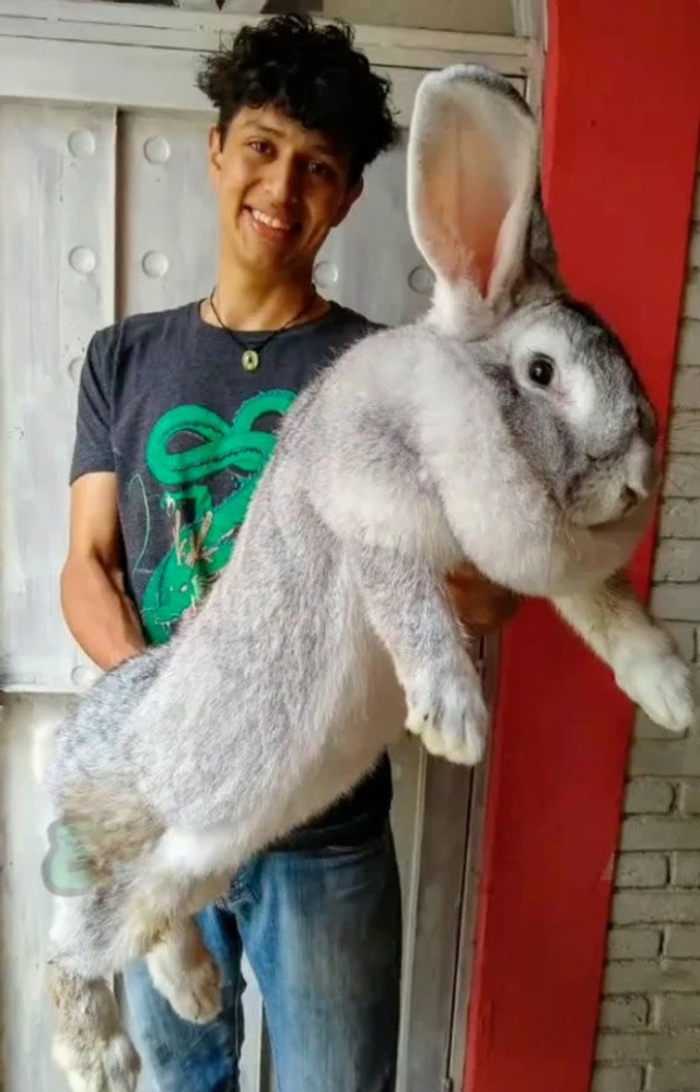Справжні красені: у Мексиці студент вивів породу 10-кілограмових кроликів - фото 527123