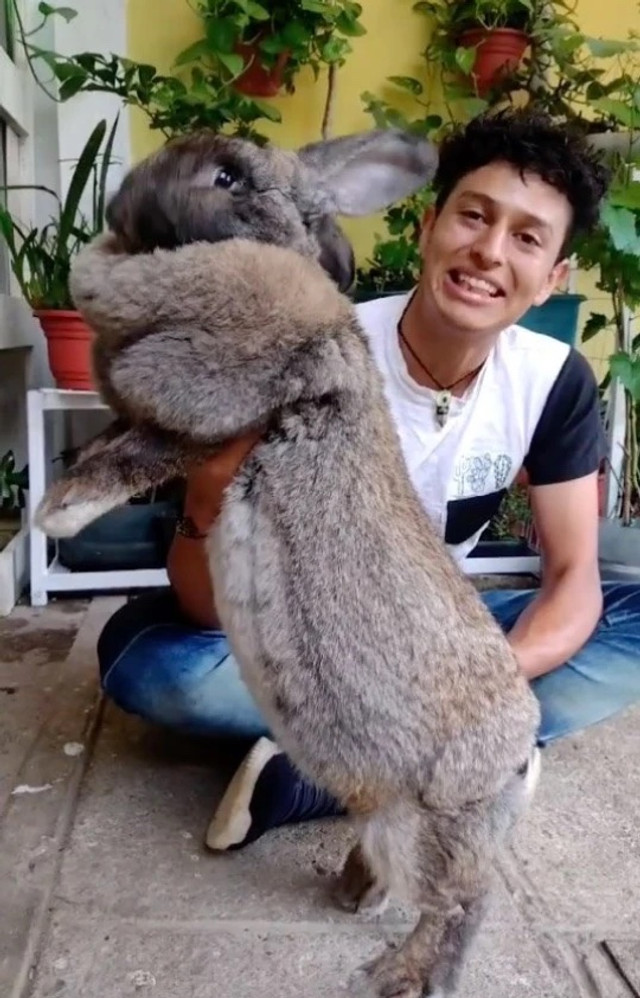 Справжні красені: у Мексиці студент вивів породу 10-кілограмових кроликів - фото 527124