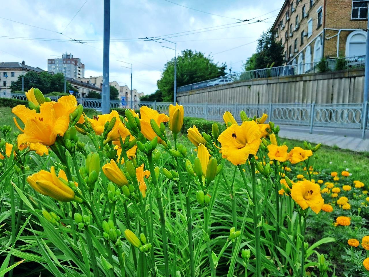 У столичних парках пік цвітіння лілій і лілійників: фото