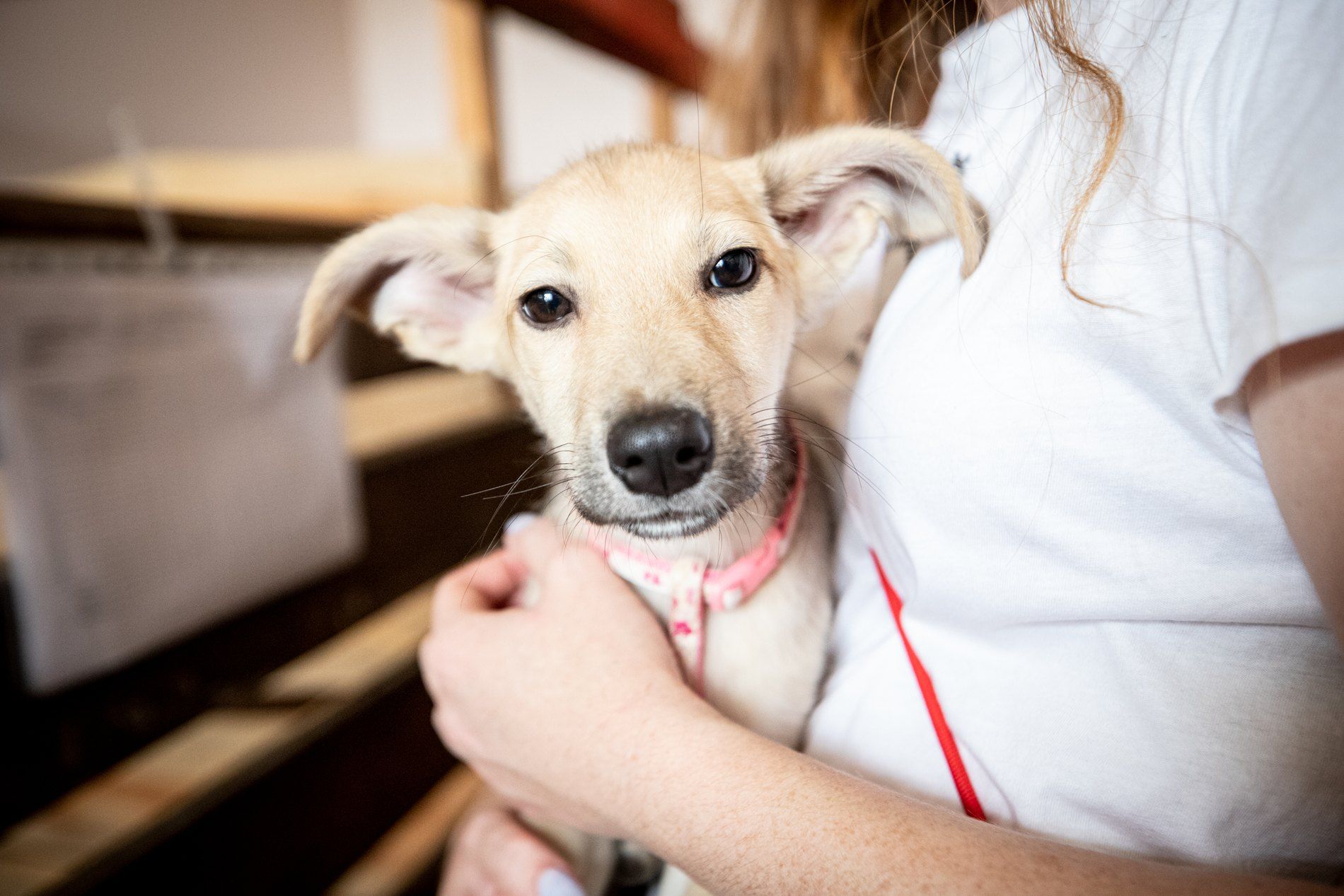 Це рекорд: стало відомо, скільки тварин прихистили кияни із початку повномасштабної війни