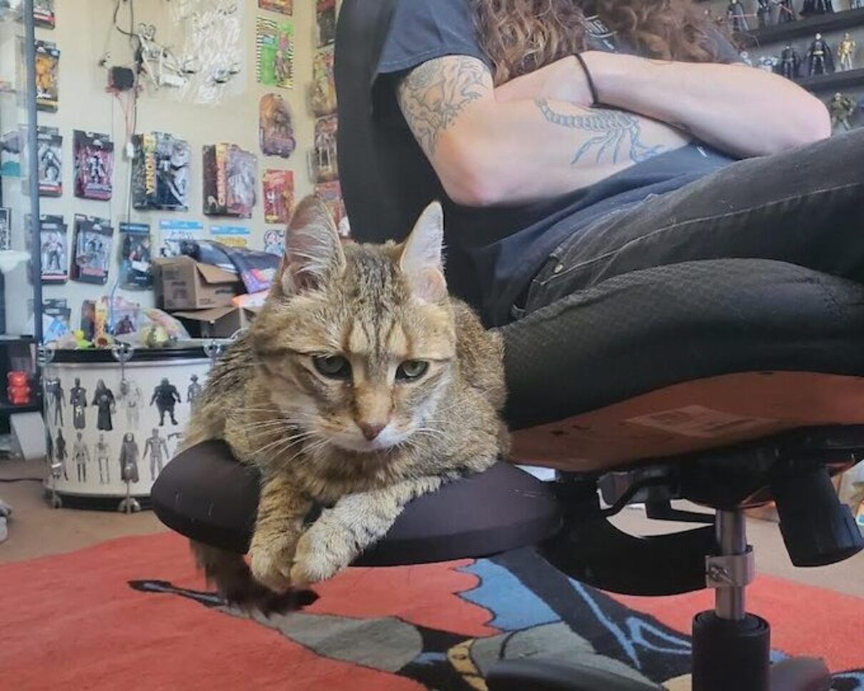 Цей винахід змінить світ: геній з KickStarter вигадав SideCat