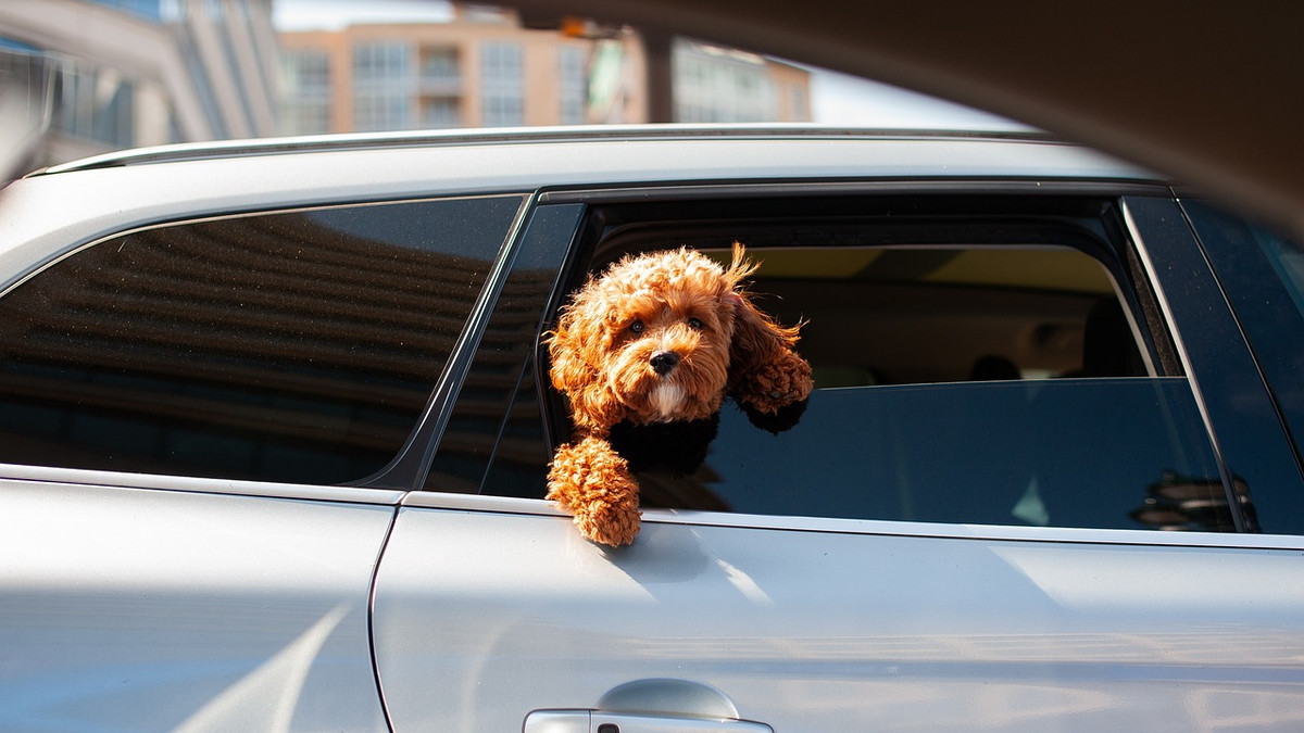 Не лишайте собаку в спеку в машині – ДСНС - фото 1