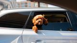 Не лишайте собаку в спеку в машині – ДСНС