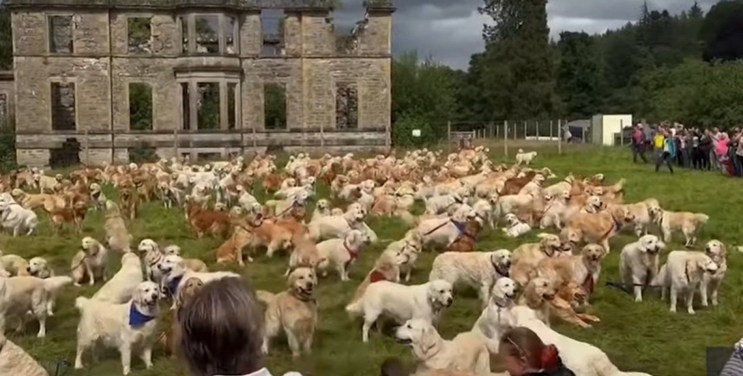 У Шотландії відбулася найбільша зустріч золотистих ретриверів – миле відео