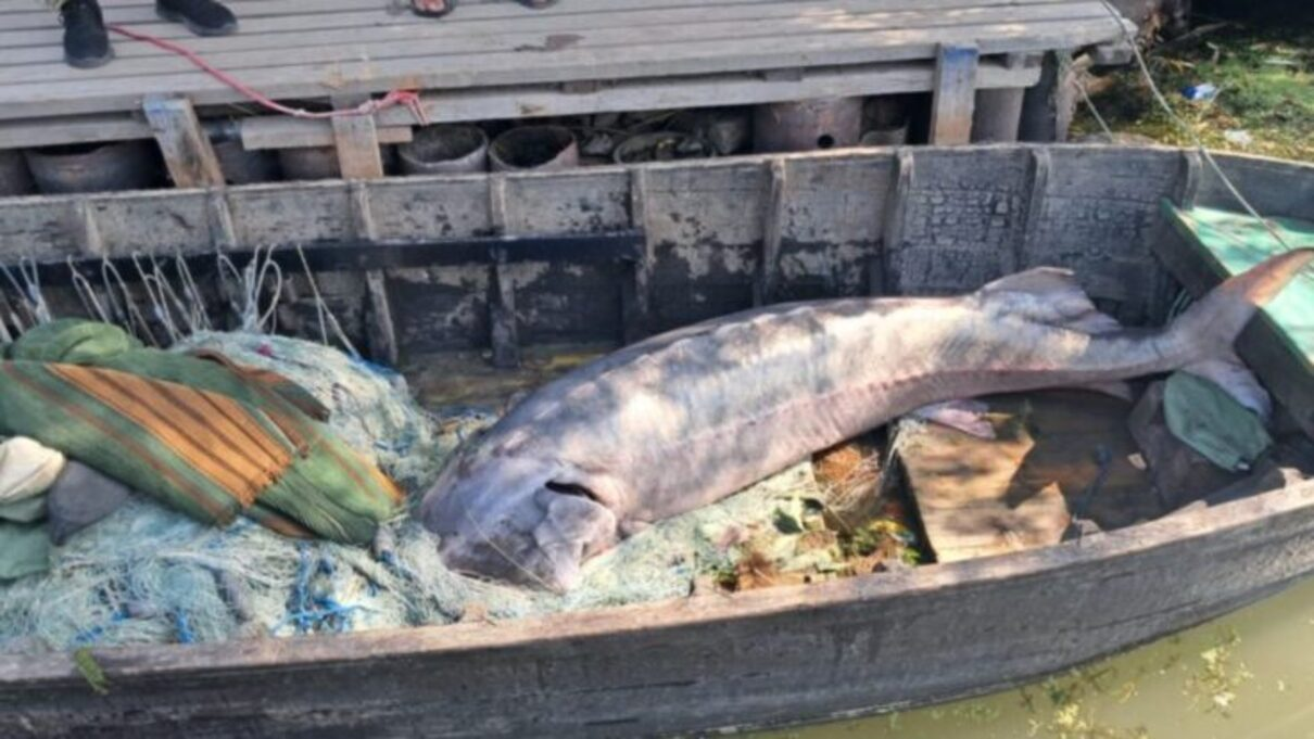 Червонокнижна білуга - фото 1