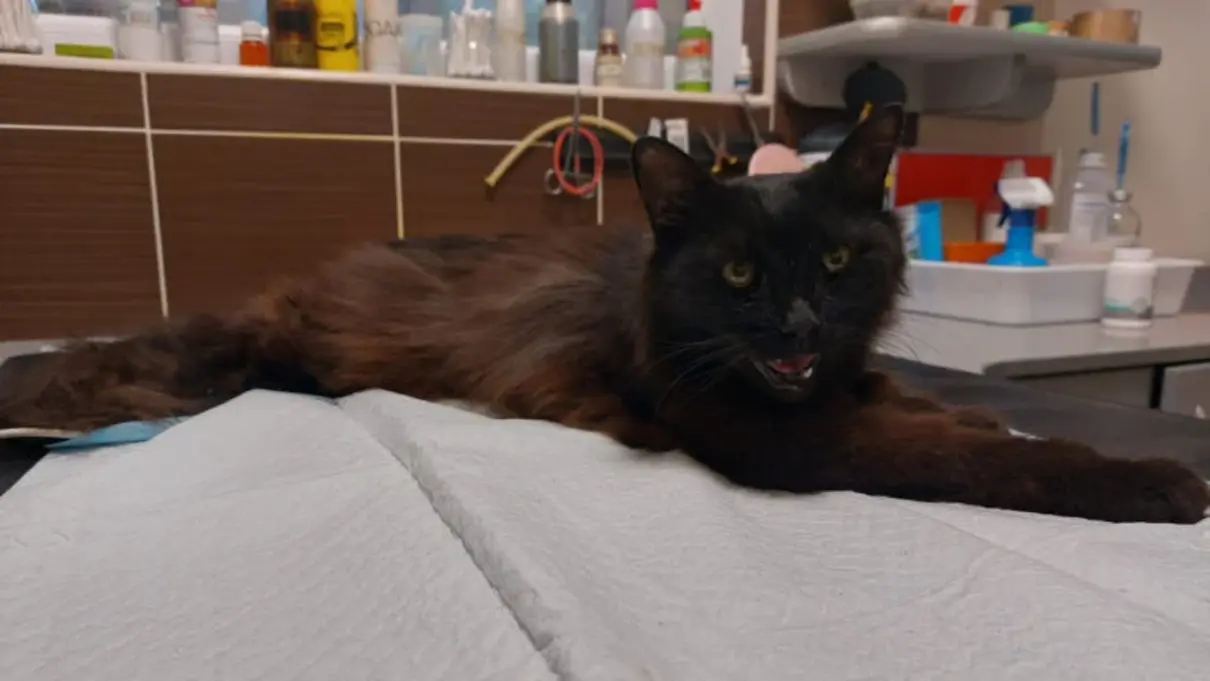 На 11-й день після ракетного удару з-під завалів будинку у Львові дістали живого кота