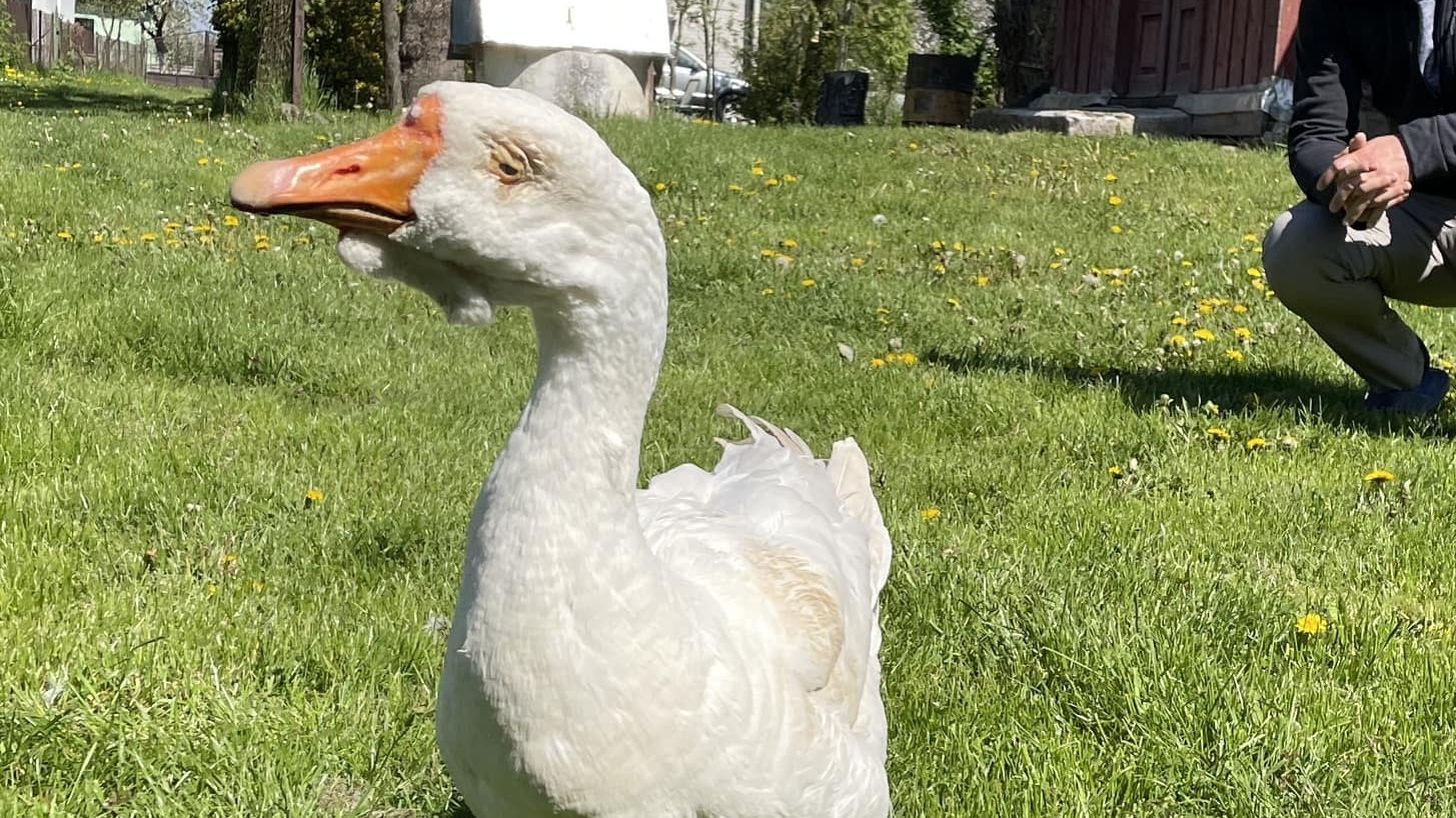 Найстарша гуска України, на ймення Ґаґа померла - фото 1