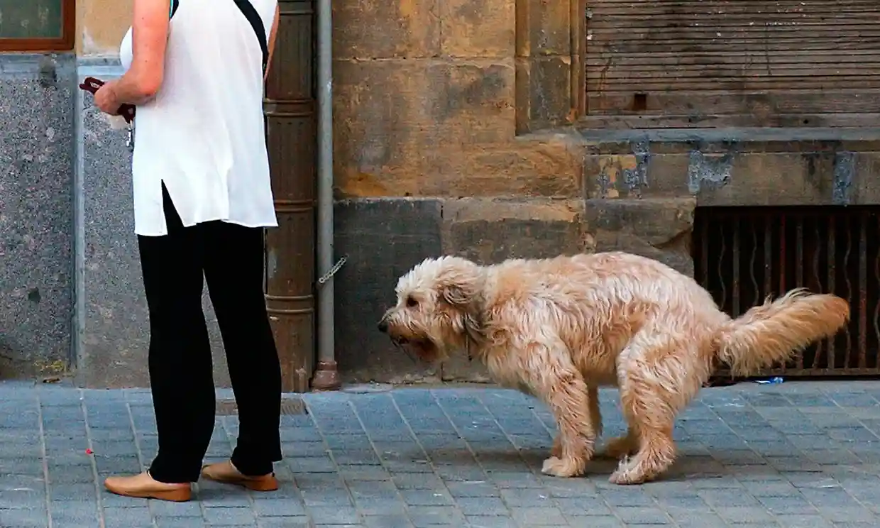 У Франції за допомогою аналізу ДНК боротимуться із собачими фекаліями