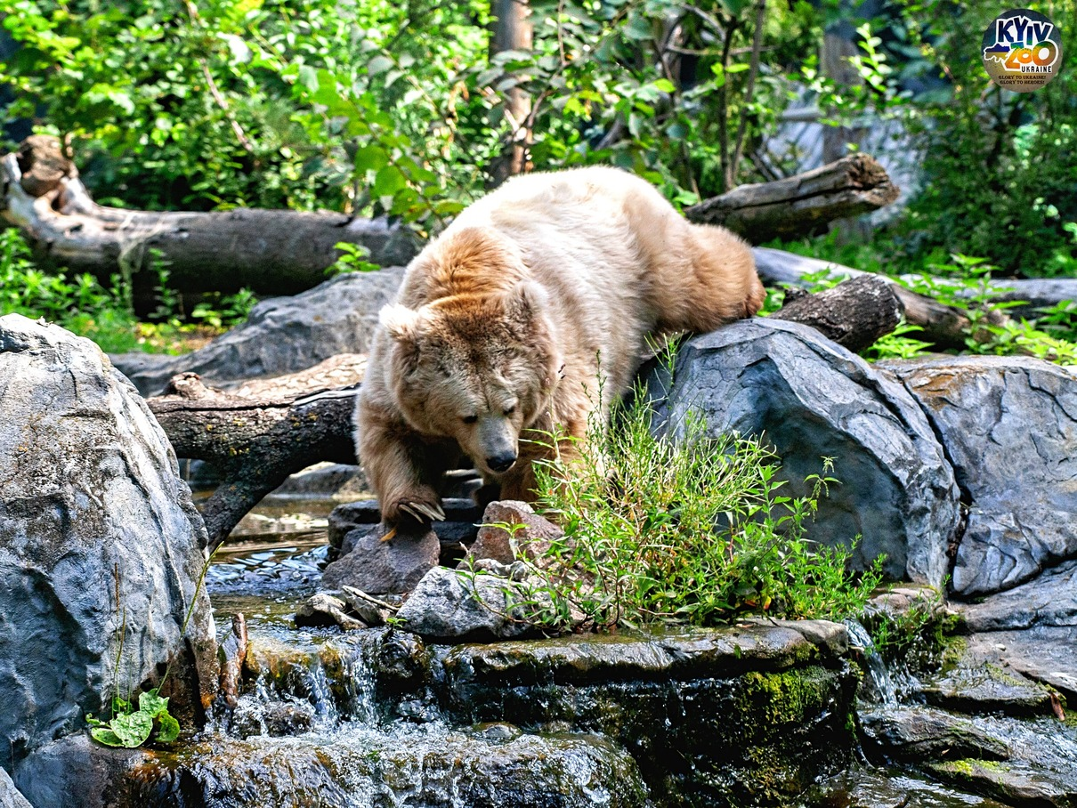Мешканці КиївЗоо рятуються від спеки водними процедурами: кумедні фото
