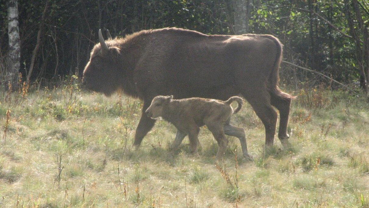 Тварини - фото 1